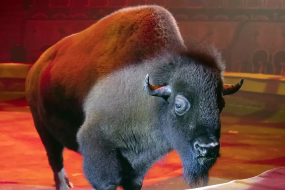 &Icy;&tcy;&acy;&lcy;&softcy;&yacy;&ncy;&scy;&kcy;&icy;&jcy; &tscy;&icy;&rcy;&kcy; &scy;&lcy;&ocy;&ncy;&ycy; &icy; &tcy;&icy;&gcy;&rcy;&ycy;