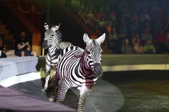 &Icy;&tcy;&acy;&lcy;&softcy;&yacy;&ncy;&scy;&kcy;&icy;&jcy; &tscy;&icy;&rcy;&kcy; &scy;&lcy;&ocy;&ncy;&ycy; &icy; &tcy;&icy;&gcy;&rcy;&ycy;