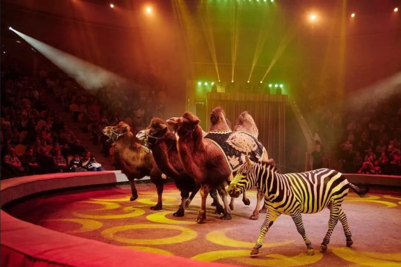 &Icy;&tcy;&acy;&lcy;&softcy;&yacy;&ncy;&scy;&kcy;&icy;&jcy; &tscy;&icy;&rcy;&kcy; &scy;&lcy;&ocy;&ncy;&ycy; &icy; &tcy;&icy;&gcy;&rcy;&ycy;